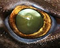 The Ninja lanternshark: Scientists discover new deep sea species