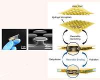 UNIST provides new insights into underwater adhesives