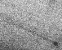 Tail discovered on long-known asteroid