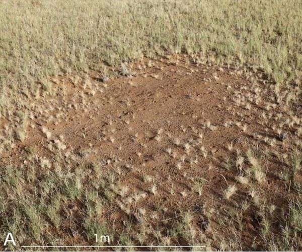 Termites as cause of fairy circles in Namib Desert confirmed