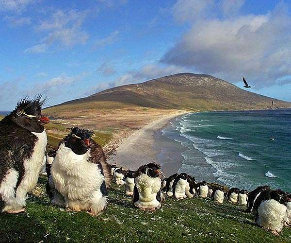 Around 2,000 penguins wash up dead on Uruguay coast