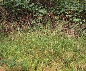 Invasive false brome grass is spreading, but Oregon's insects are biting