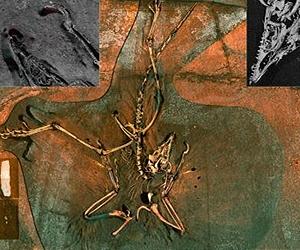 X-rays Reveal Chemical Link Between Birds And Dinosaurs
