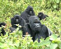 Four rare mountain gorillas 'killed by lightning' in Uganda
