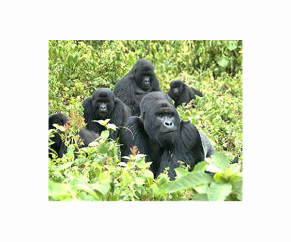 Gorillas in our midst: Baby apes boost Congo wildlife haven