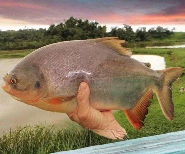 Amazonian fish skin biofilm tested as greener food packaging option