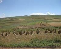New tools to breed cereal crops that survive flooding