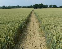 Droughts hit cereal crops harder since 1980s