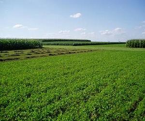 Robust Methods For GMO Detection Ready At Hand
