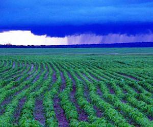 Soil determines fate of phosphorous
