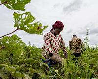 Could global warming's top culprit help crops?