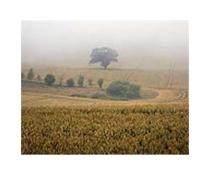 Fog 'harvesting' could mean water for poor