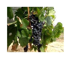 Grapes protect against ultraviolet radiation