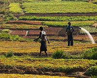 Agriculture victim of and solution to climate change