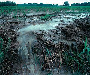 Study Reveals Diversity of Life in Soils