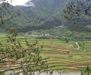 Almost 20 percent of grain in China lost or wasted from field to fork