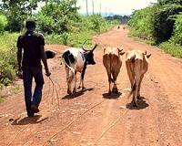 Humans, livestock in Kenya linked in sickness and in health