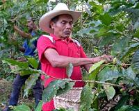 Drought hits Brazil coffee harvest