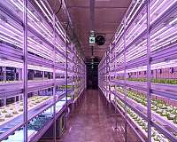 Farming goes underground in Seoul subway station