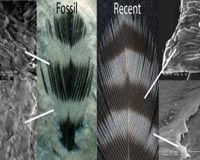 Fossil Feathers Preserve Evidence Of Color