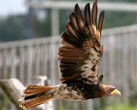 What makes the feather soar