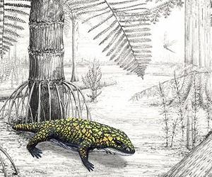 Early Terrestrial Amphibian Was Carnivorous