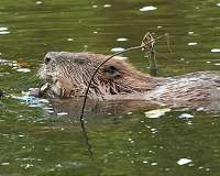Beavers do good work cleaning water