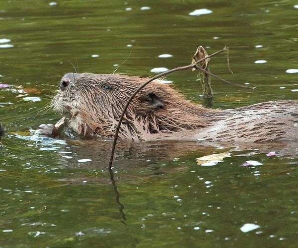 Major study to examine beavers' Arctic impact
