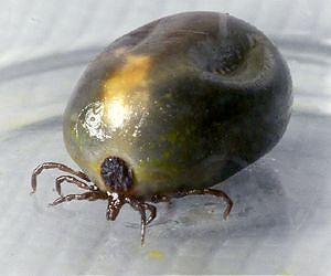 Precautions for Tick-Borne Disease Extend Beyond Lyme