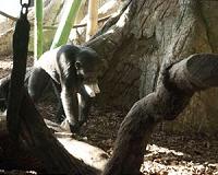 Chimpanzees will travel for preferred foods, innovate solutions