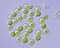 Study sheds light on the genetic origins of the two sexes