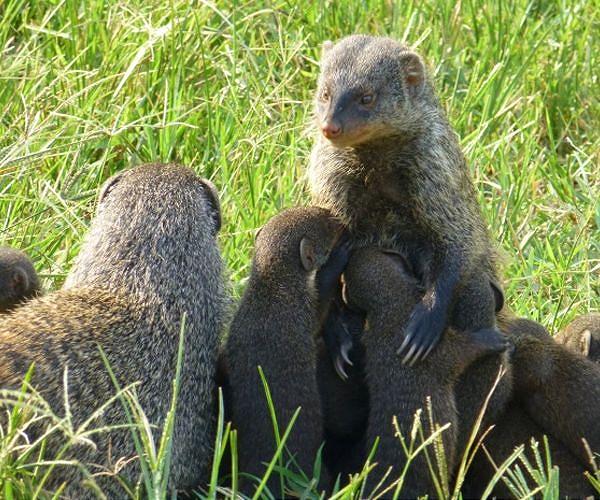 Japanese island eradicates rabbit-killing mongoose