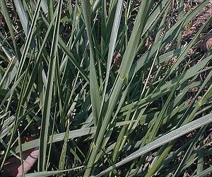 Forgotten forage grass rediscovered