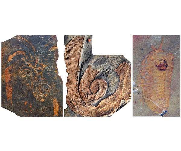 Fossil site reveals giant arthropods dominated the seas 470 million years ago