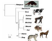 Improved Method For Comparing Genomes As Well As Written Text