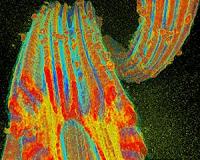 Advances in extracting uranium from seawater announced in special issue