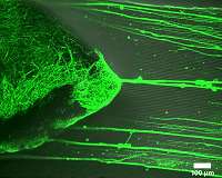 Nanometric imprinting on fiber