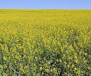 The establishment of genetically engineered canola populations in the US