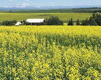 Vexed Canada takes China to WTO over canola ban