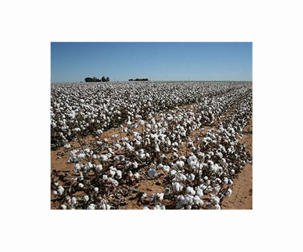 Drought decimates Texas' key cotton crop