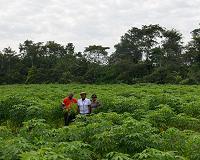 Researchers root for more cassava research