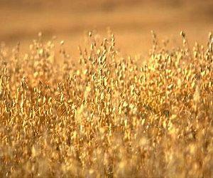 UW plant breeders develop an even heart-healthier oat