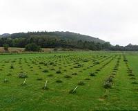 Red clover genome to help restore sustainable farming