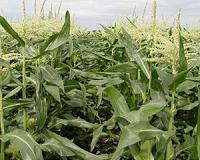 Environmental impact of Ontario corn production assessed