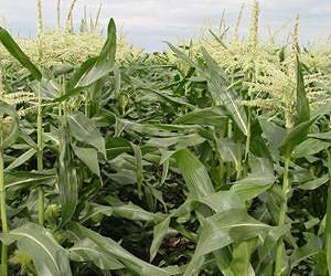 Biofuel goals could change U.S. farming