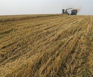 Russia 'a growing grain power'