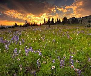 Bee 'pastures' could help agriculture