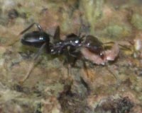 Fijian ants began farming 3 million years ago
