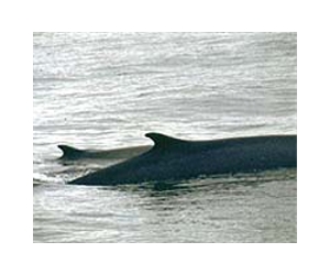 Iceland tax ruling could spare giant whales