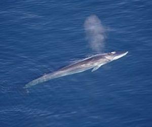 Endangered whale used for Japan dog treats: NGOs